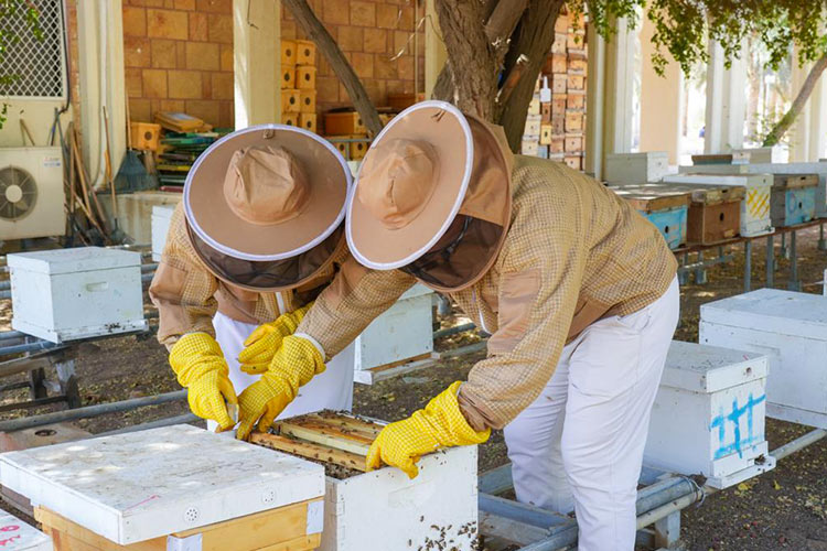 Abu Dhabi launches ambitious programme for beekeeping and honey production