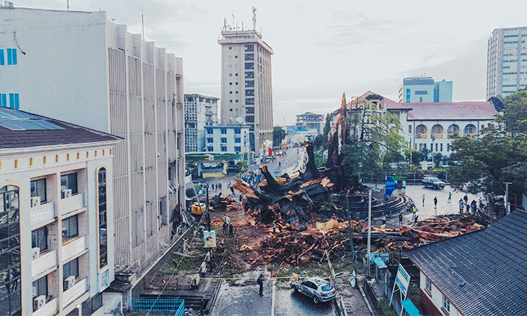 Sierra Leone loses centuries-old cotton tree, a symbol of freedom, in rainstorm