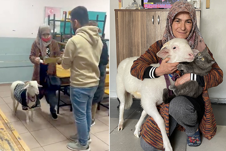 VIDEO: Turkish woman brings her goat along to vote in the Presidential runoff