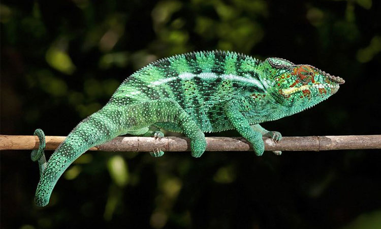 45 students fall sick after consuming mid-day meal that contained a chameleon in India