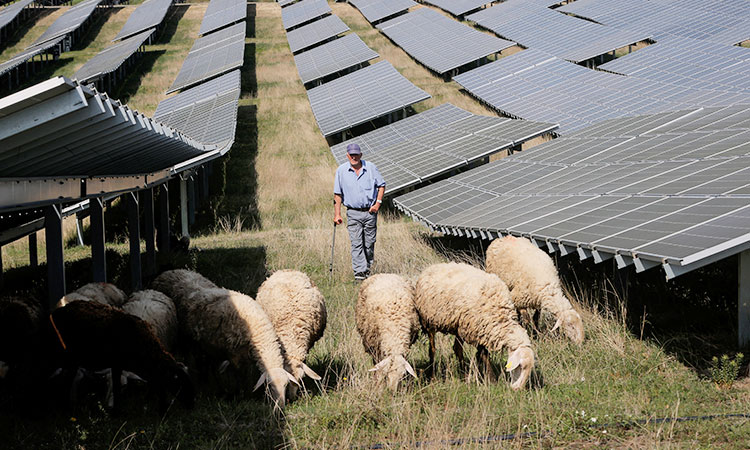 Solar farm goes greener, uses sheep to mow the grass in Kosovo