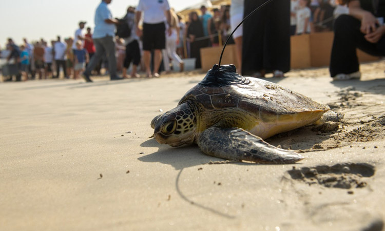 Dubai releases 21 endangered turtles into the Arabian Gulf