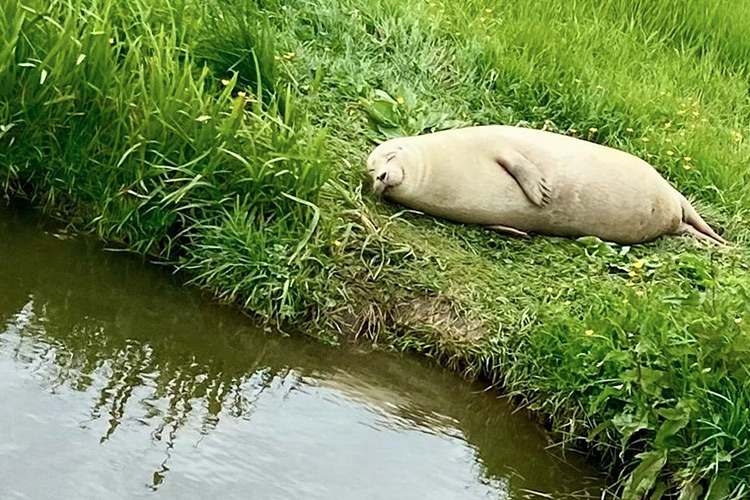 Picture of seal smiling while sleeping under the sun in England goes viral