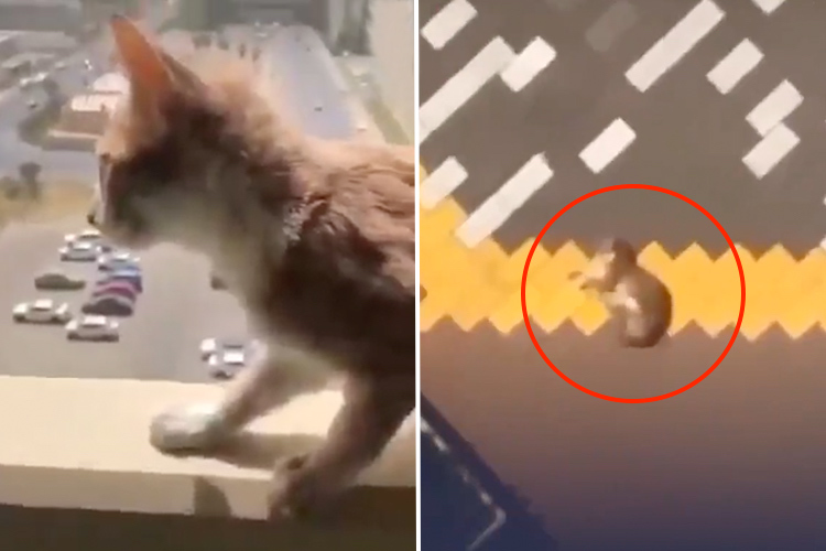 VIDEO: A ‘psychopath’ man throws a cat from the 9th floor of a building in Iraq