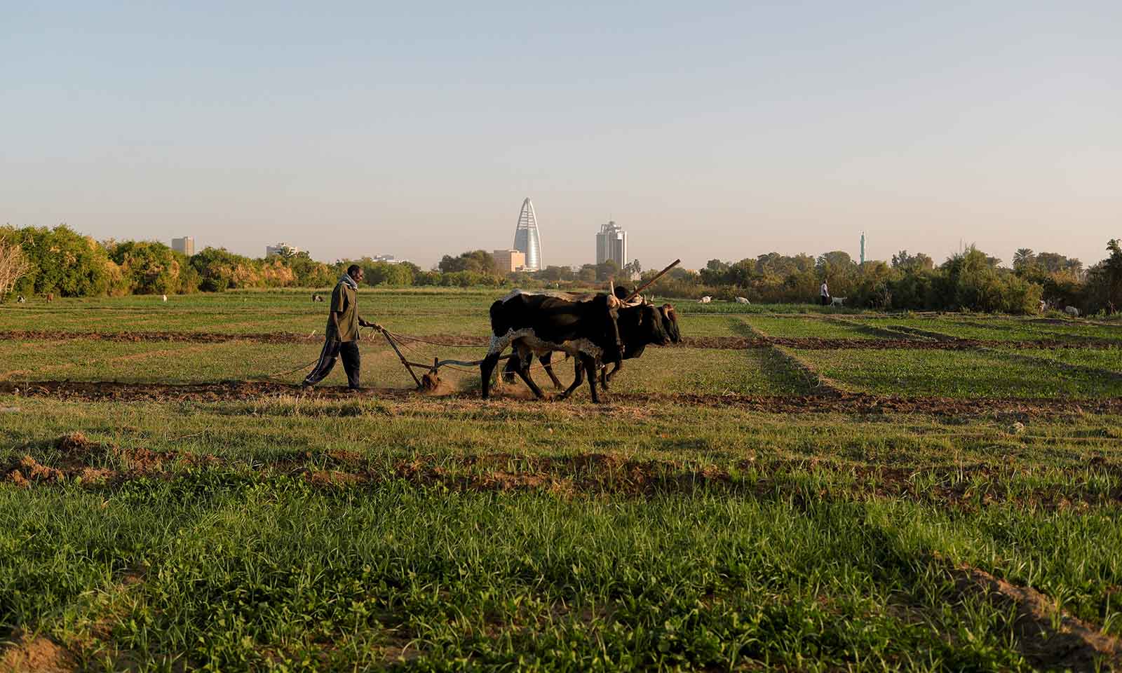 Fighting in Sudan leaves farmers struggling to get crops planted