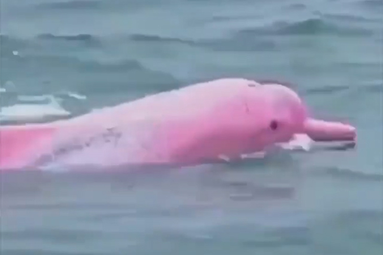 VIDEO: Rare pink dolphin spotted in the waters of Louisiana