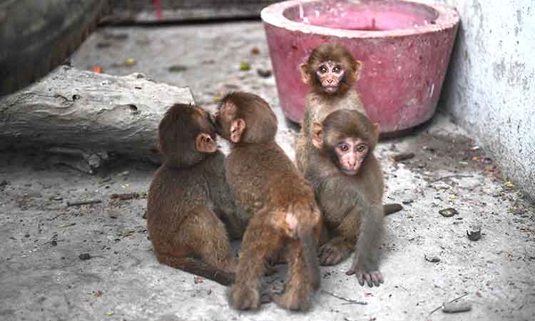 Chaos in Pakistani court as baby monkey escapes during smuggling case