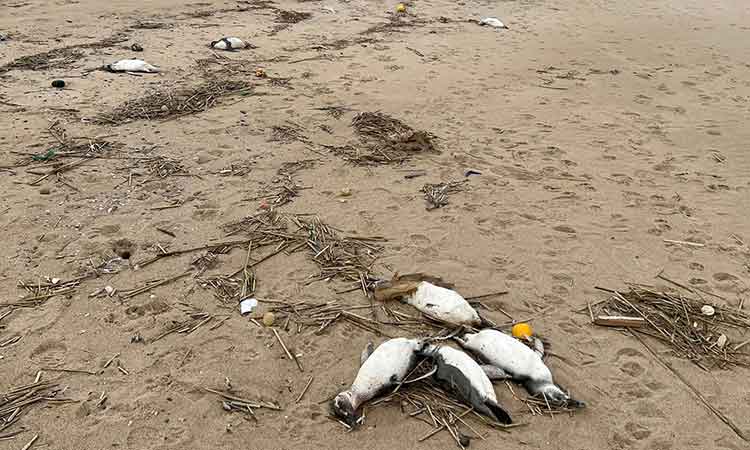 Around 2,000 penguins wash up dead on Uruguay coast