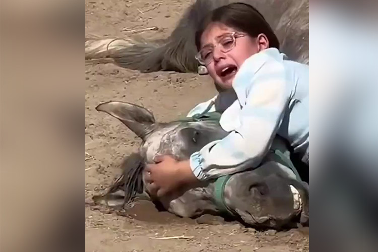 VIDEO: Sheikh Mohammed gifts Iraqi girl Lania a group of horses after her horse dies