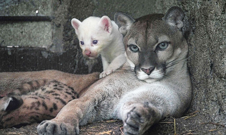 Rare albino puma cub born in Nicaragua zoo