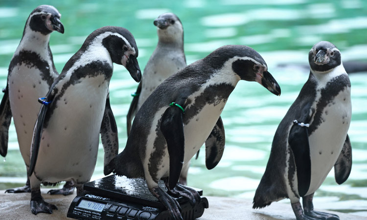 14,000 animals of London Zoo get their annual weigh-in