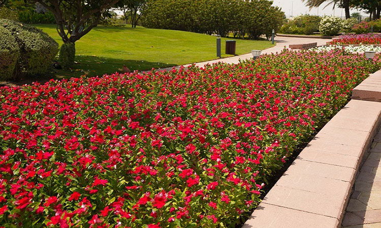 Millions of flowers make Abu Dhabi fragrant 