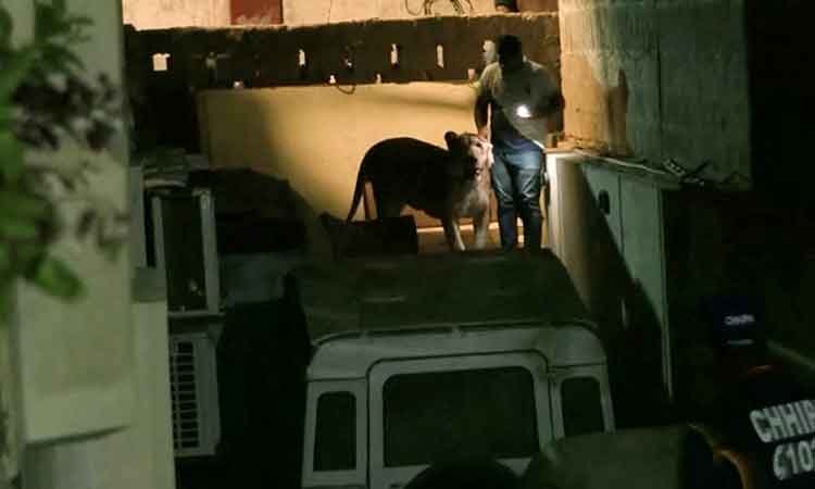 VIDEO: Lion escapes into heavy traffic in Pakistani city of Karachi