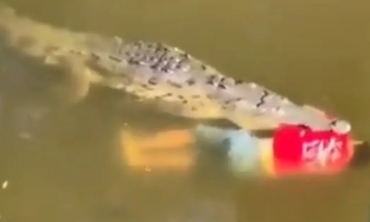 Crocodile kills soccer player and drags body along river