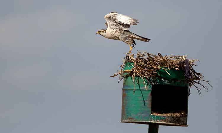 MBZ Fund saves 18,000 raptors from electrocution in Mongolia