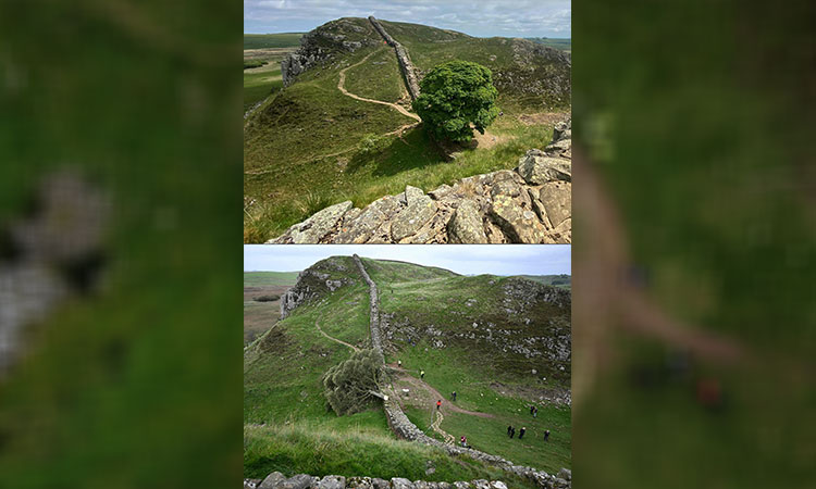 16-year-old arrested on suspicion of felling UK Hadrian's Wall 'Robin Hood tree' freed on bail 