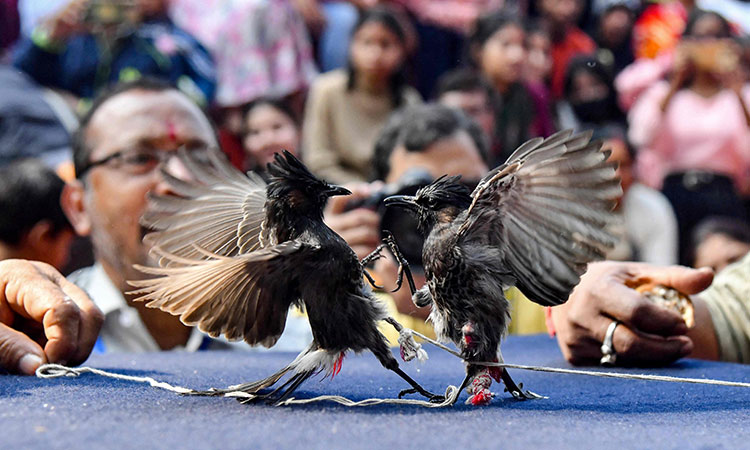 Indian songbird fights return after cruelty ban overturned