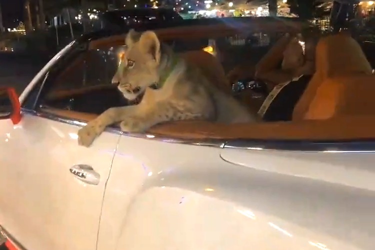 VIDEO: Thai woman charged over lion cub riding in Bentley