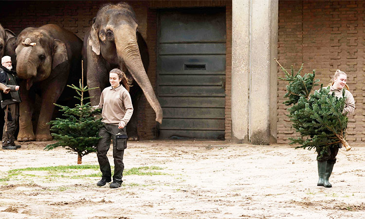 Unsold Christmas trees are on the menu for elephants at the Berlin zoo