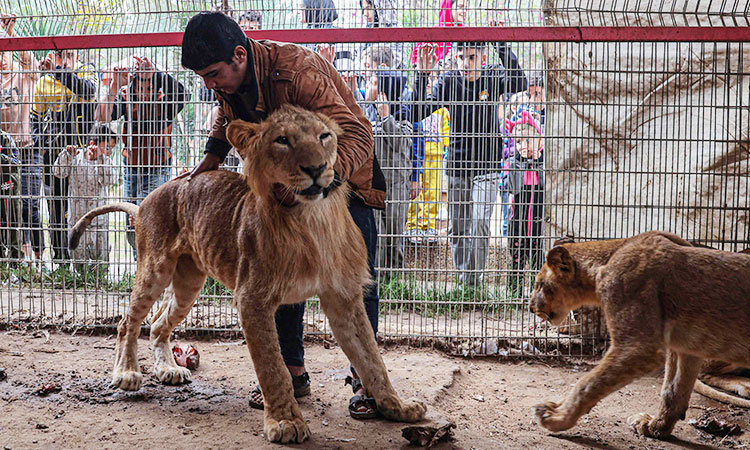 ‘Very tragic situation:’ Animals go hungry at war-torn Gaza zoo