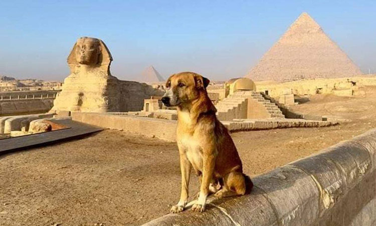 VIDEO: Street dog 'Rambo' goes  viral on social media after scaling a Pyramid in Egypt