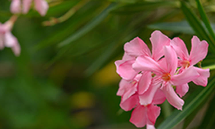 Abu Dhabi bans cultivation of poisonous oleander plant to protect public health