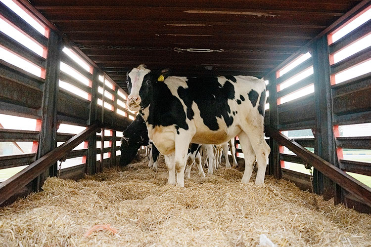 Second batch of cows for Mleiha Dairy Farm arrives in Sharjah, totalling 1,300