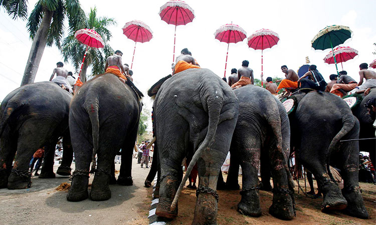 Indian state of Kerala looks to cameras, social media to curb elephant attacks