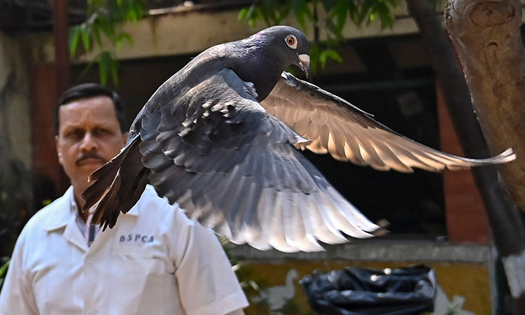 India releases pigeon accused of spying for China after 8 months in bird lockup