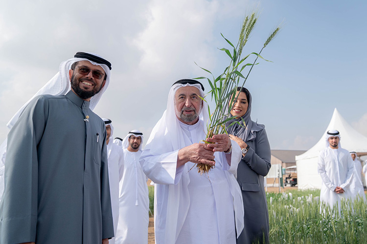 Sheikh Sultan witnesses harvest of second season of Mleiha wheat farm