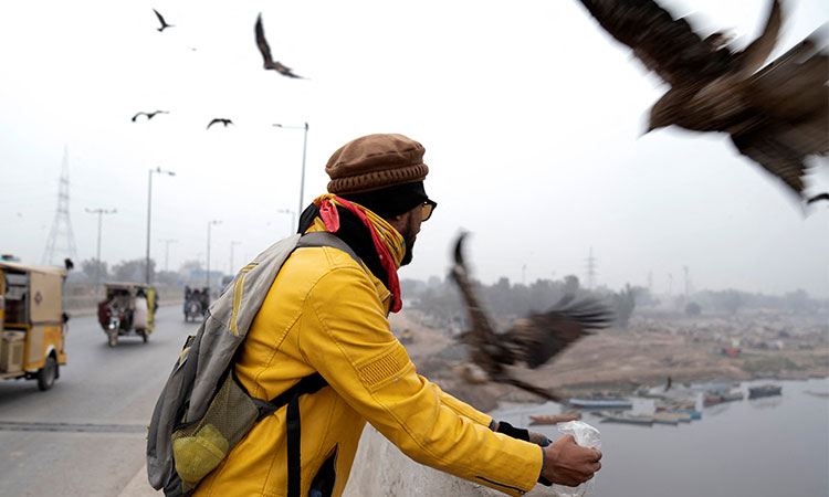 Pakistanis feed predatory birds despite ban on practice