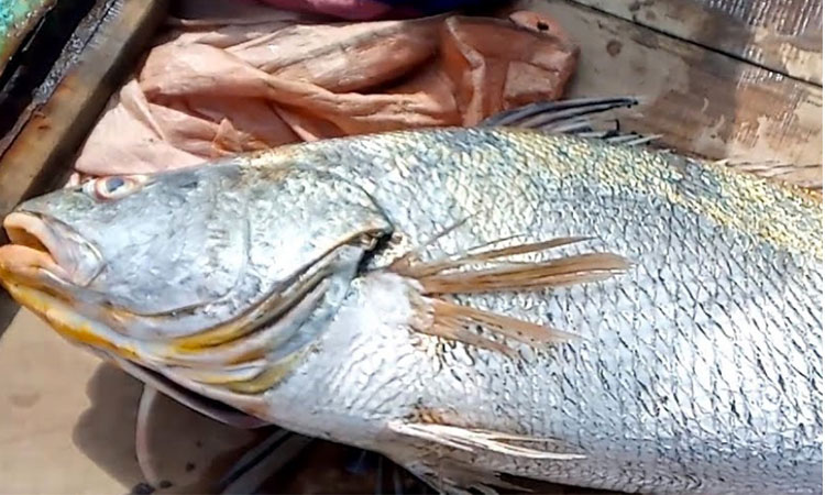 Pakistani fishermen become millionaires after catching rare Suwa fish