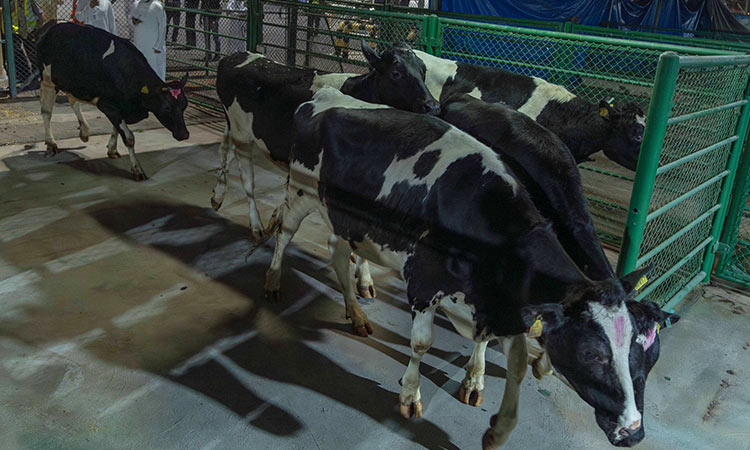 First batch of Danish cows for Mleiha dairy farm lands at Sharjah Airport