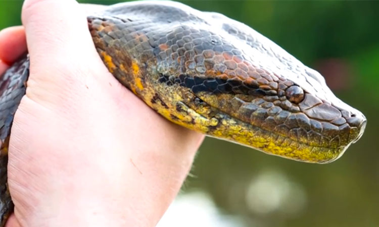 New species of world’s largest snake discovered in Amazon rainforest 