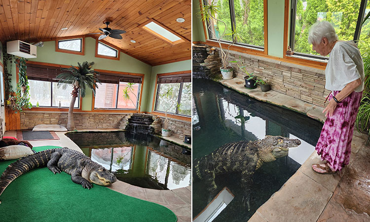 Pet alligator Albert’s owner wants him back after authorities seized the animal 