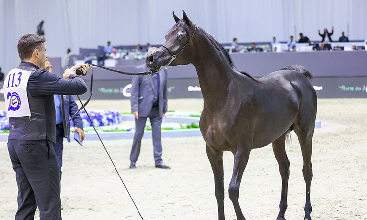 Entertainment galore, fun for families at Dubai International Arabian Horse Championship