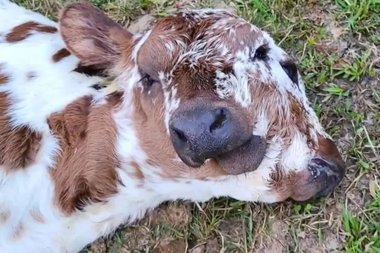 A rare two-faced calf born at US farm