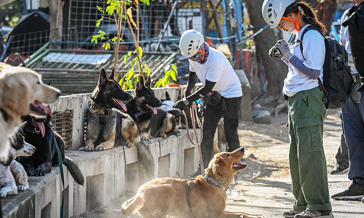 Philippines trains pet dogs for search and rescue