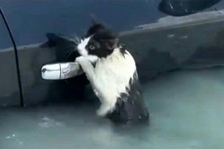 Dubai Police rescue a cat stuck in floodwaters 