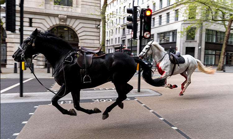 VIDEO: Rush hour chaos in London as 5 military horses run amok after getting spooked during exercise