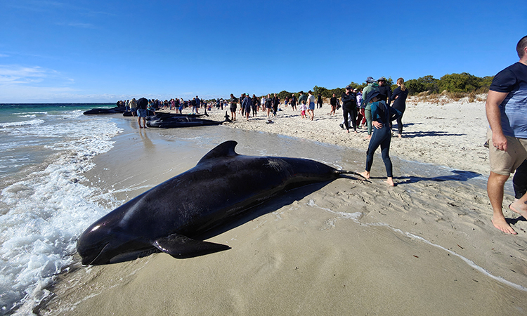 Up to 160 pilot whales stranded on Australian beach