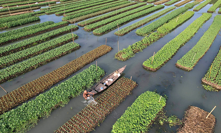 Ancient farming practices helped survive hard times