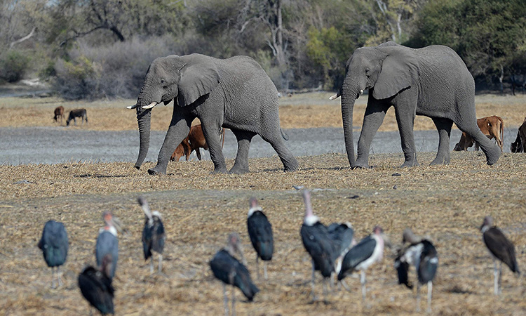 Botswana president threatens to send 20,000 elephants to Germany in hunting row