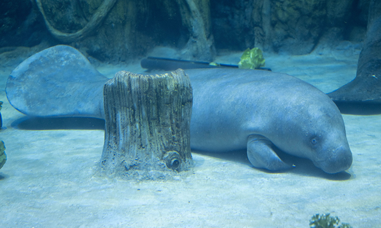 Manatees dwell in National Aquarium Abu Dhabi