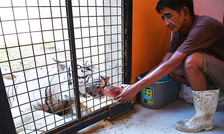 'Bloodsicles,' baths keep Manila Zoo animals cool as heatwave hits Philippines  