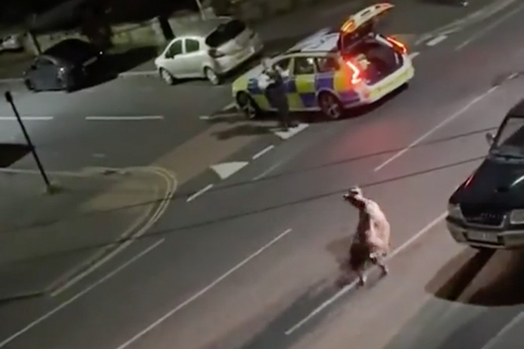 VIDEO: UK government demands an explanation after police ram a runaway cow with a squad car