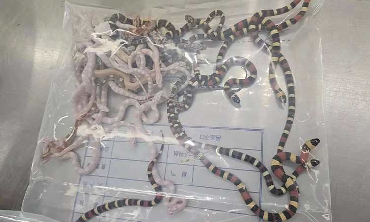 Man in China caught smuggling 100 live snakes in his trousers