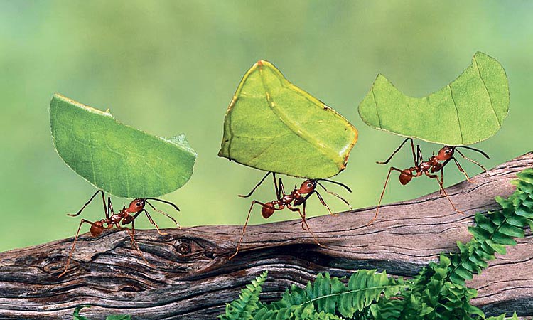 Ants perform limb amputations on injured comrades to save their lives