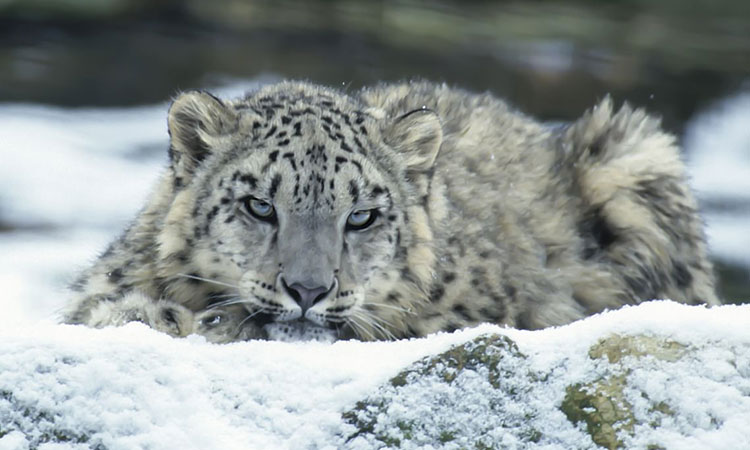 Pakistan reaffirms commitment to snow leopard as symbol of climate adaptation