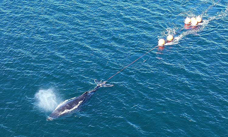 Young humpback whale freed from fishing tackle at Sydney Harbour after 22-hour ordeal